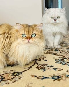 Persian Carpets