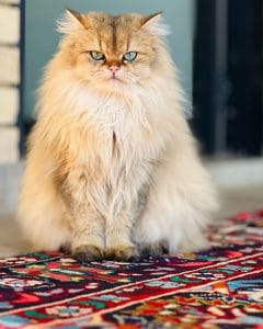Persian Carpets